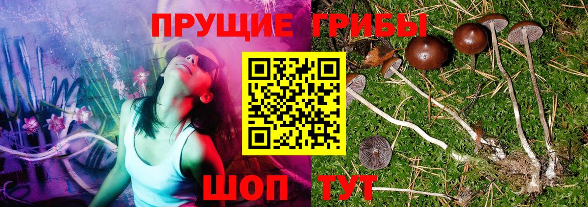 Псилоцибиновые грибы Cubensis  Вход с VPN  Ижевск 